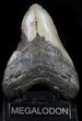 Bargain Megalodon Tooth - North Carolina #37342-2